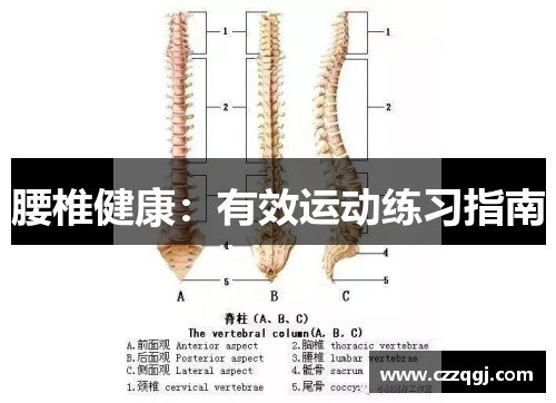 腰椎健康：有效运动练习指南